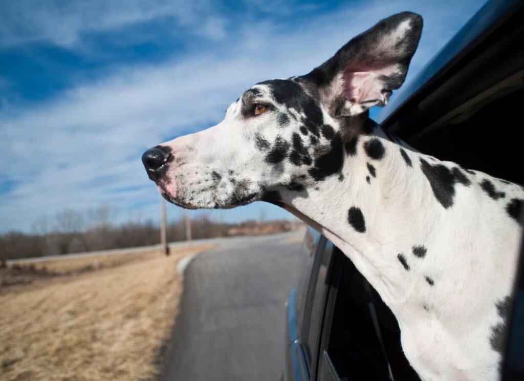 How to Choose the Best Dry Dog Food for a Great Dane 7 19