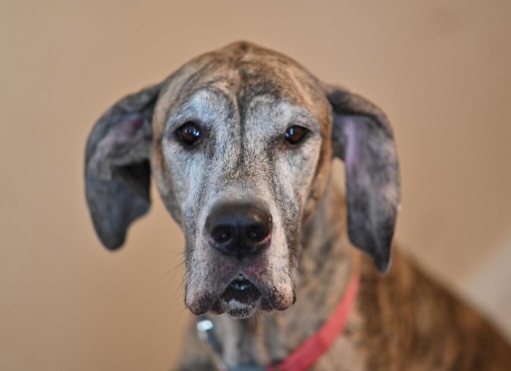 Does Neutering Calm a Dog Down? 8 20