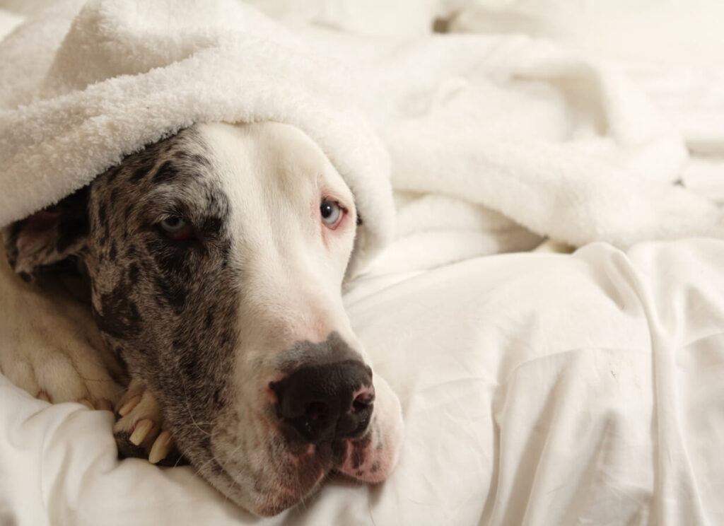 Homemade Dog Food for Great Danes 8 5