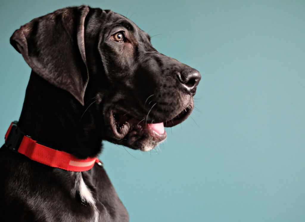 Great Dane Puppy Food 7 7