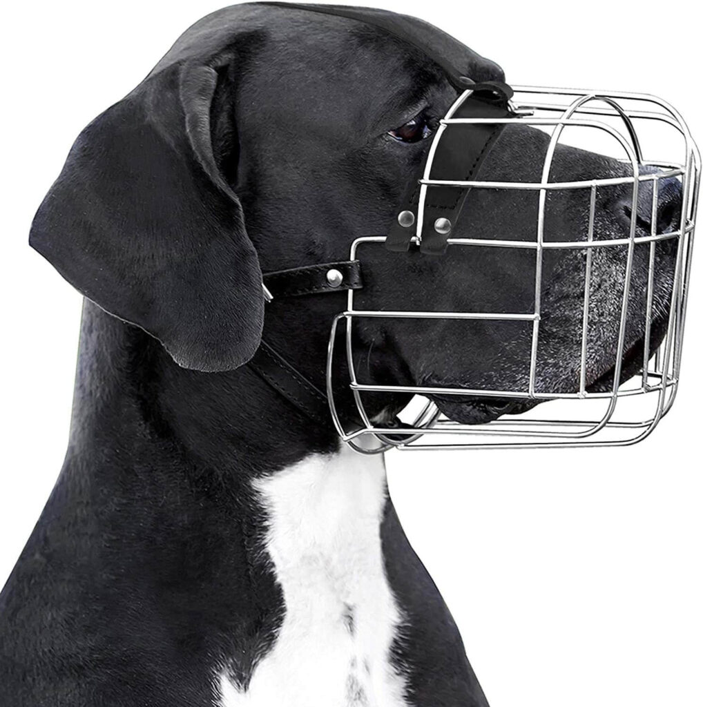 Understanding Great Dane Aggression & Growling 4 71JBVZnlawL. AC SL1500 1