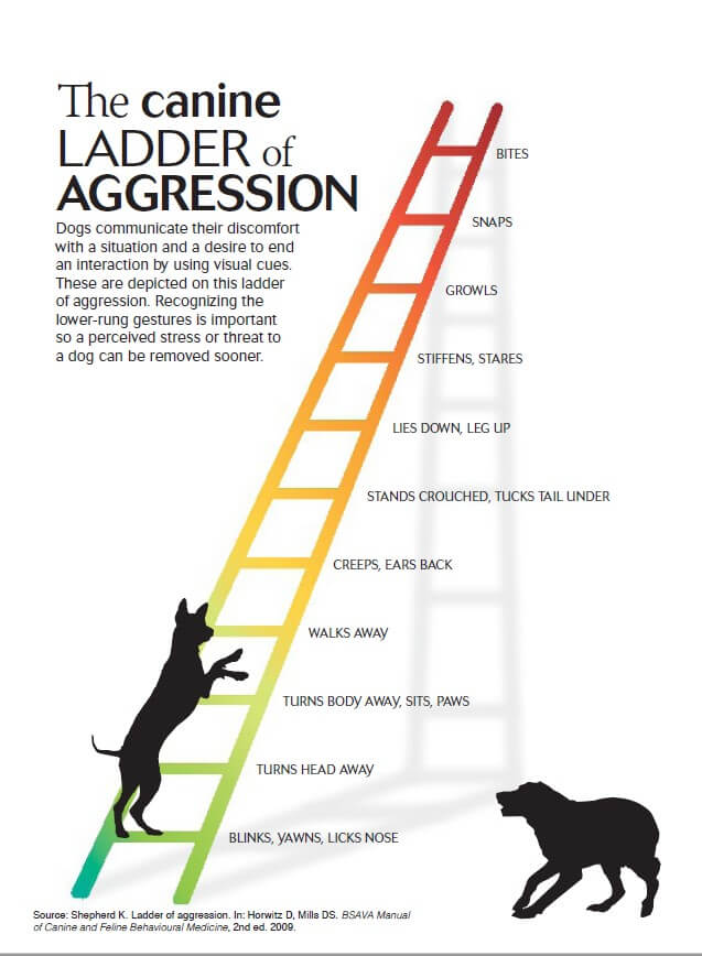 A Great Dane Bit Somebody 6 image courtesy of the BSAVA Manual of Canine and Feline Behavioral Medicine