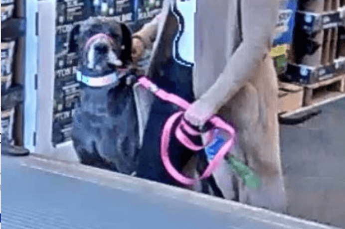 A Great Dane Bit Somebody 5 Screen Shot 2023 04 11 at 5.01.51 PM