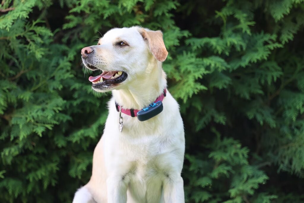 dog with tractive dark blue tracker