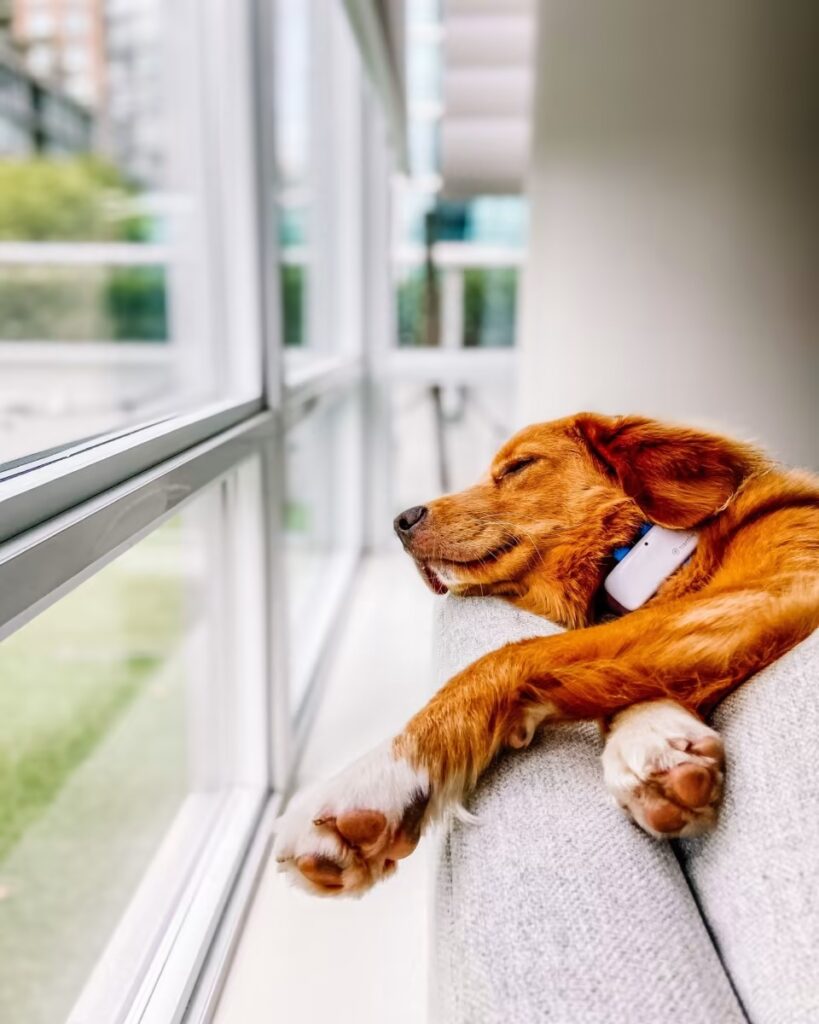 sleeping dog on couch