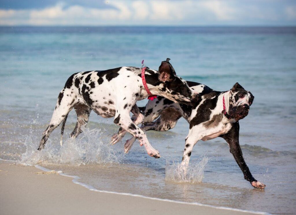 Great Dane Sized Life Jackets 15 12