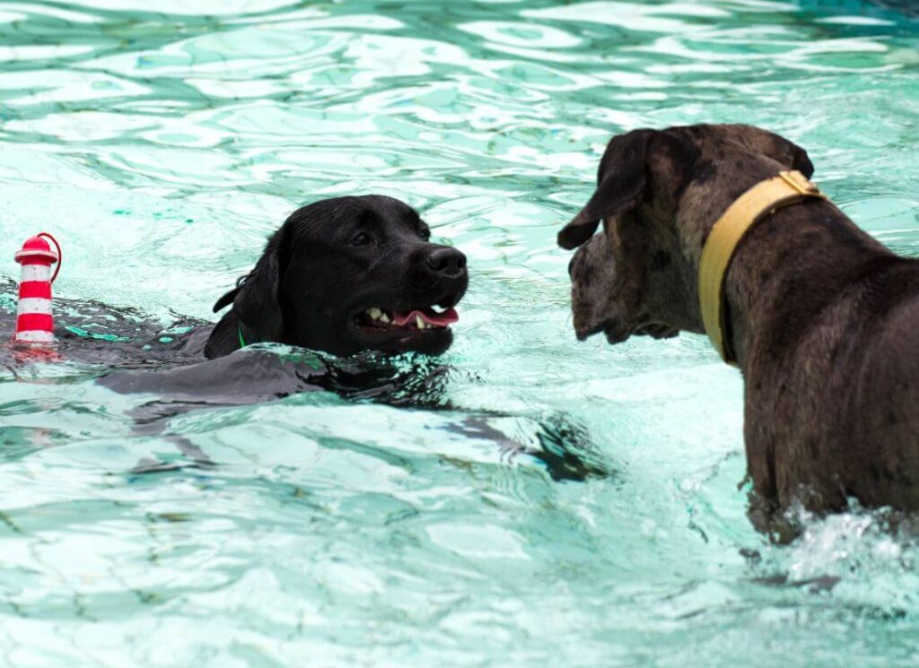 How to Safely Socialize a Great Dane with Other Dogs: Science-Backed Techniques 3 19