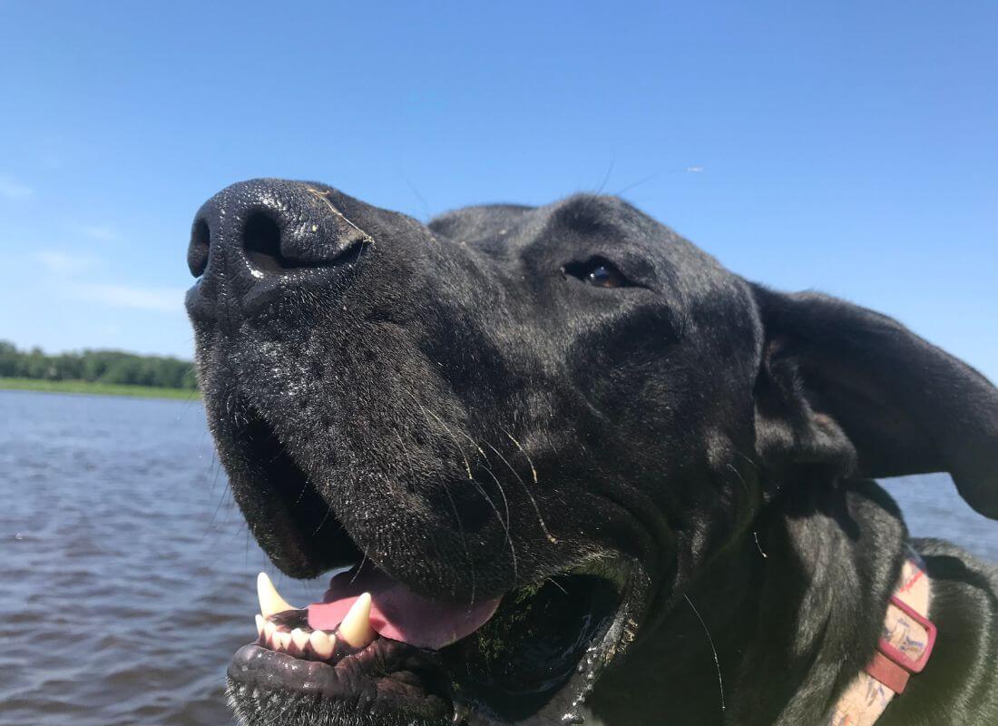 Should Great Danes have Grain Free Food? 3 3 2
