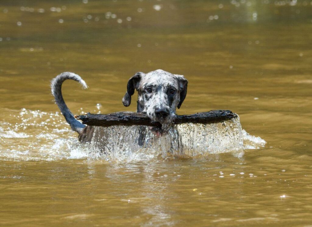 Great Dane Sized Life Jackets 5 5