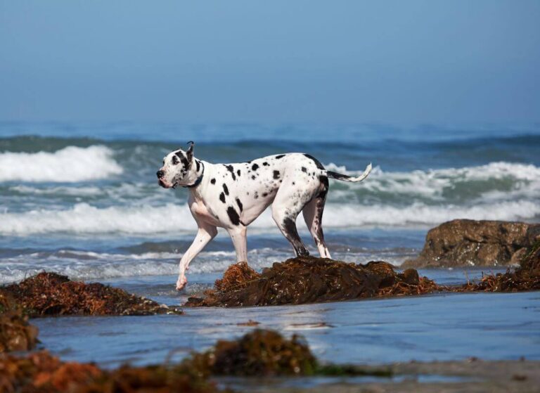 How to Choose the Best WSAVA Approved Dog Food for Your Pet Hello Danes