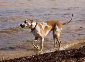 Why I Won't Use a Front-Clip Harness on a Great Dane - Hello Danes