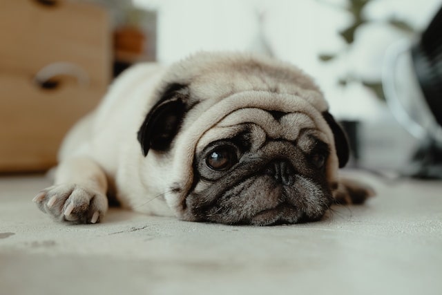Are There Euthanized Animals in Pet Food? 2 Euthanized Animals in Pet Food