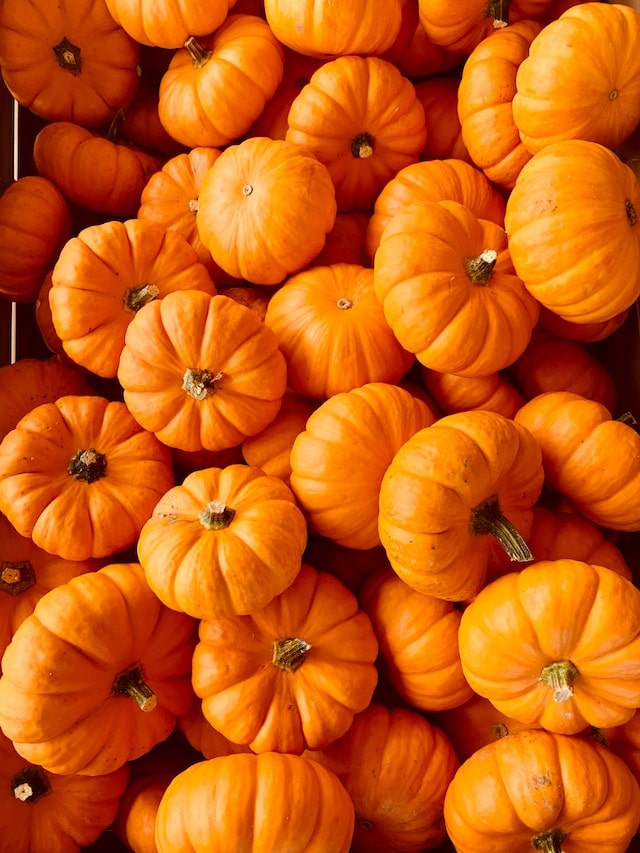 Is Pumpkin Good for Dogs 2 Health Benefits of Pumpkin for Dogs
