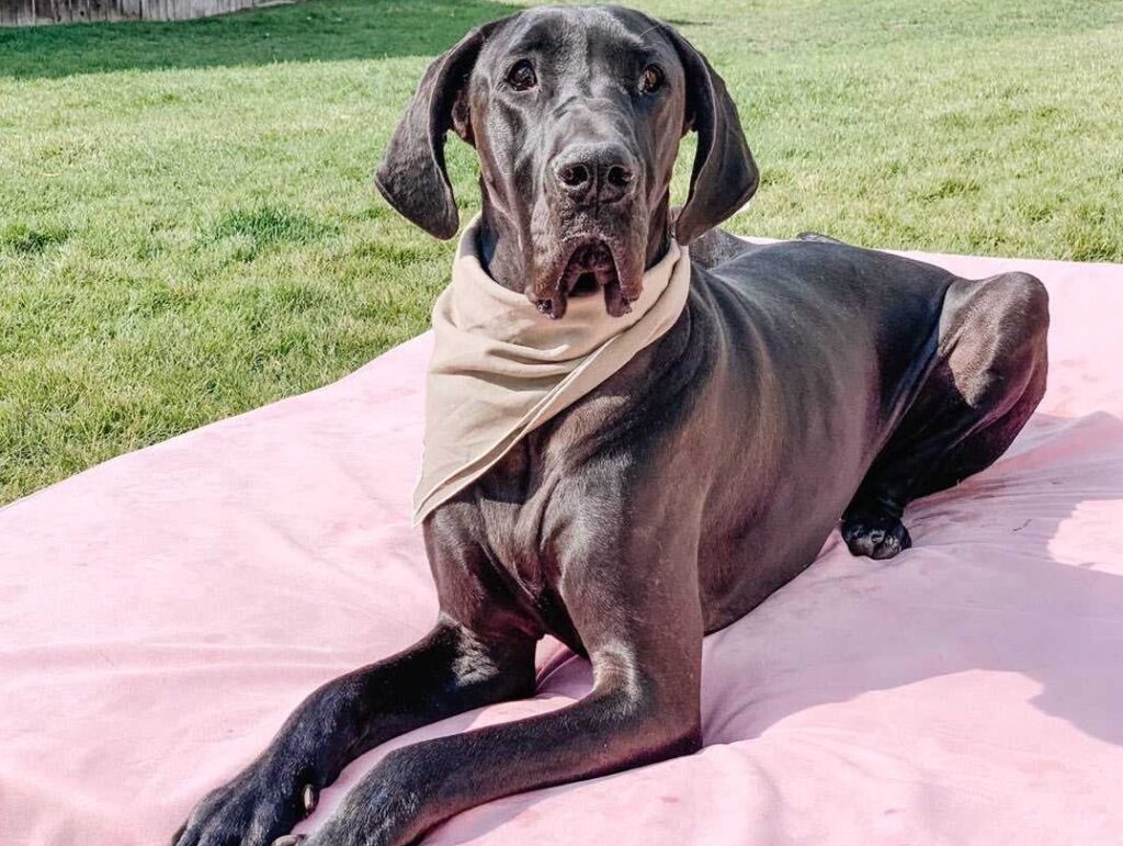 5 Ways to Boost Joint Health in Big Dogs 4 5 Ways to Boost Joint Health in Big Dogs
