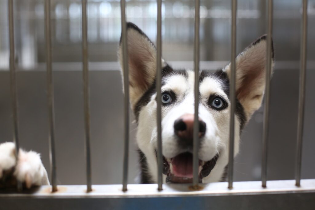 Making Shelter Dogs Happy