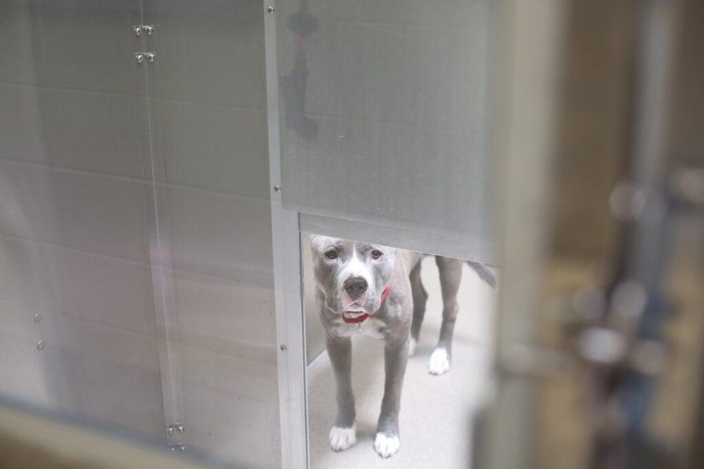 Making Shelter Dogs Happy: Jolly Pets Donates 50 Balls to Denver Animal Shelter 11 Making Shelter Dogs Happy