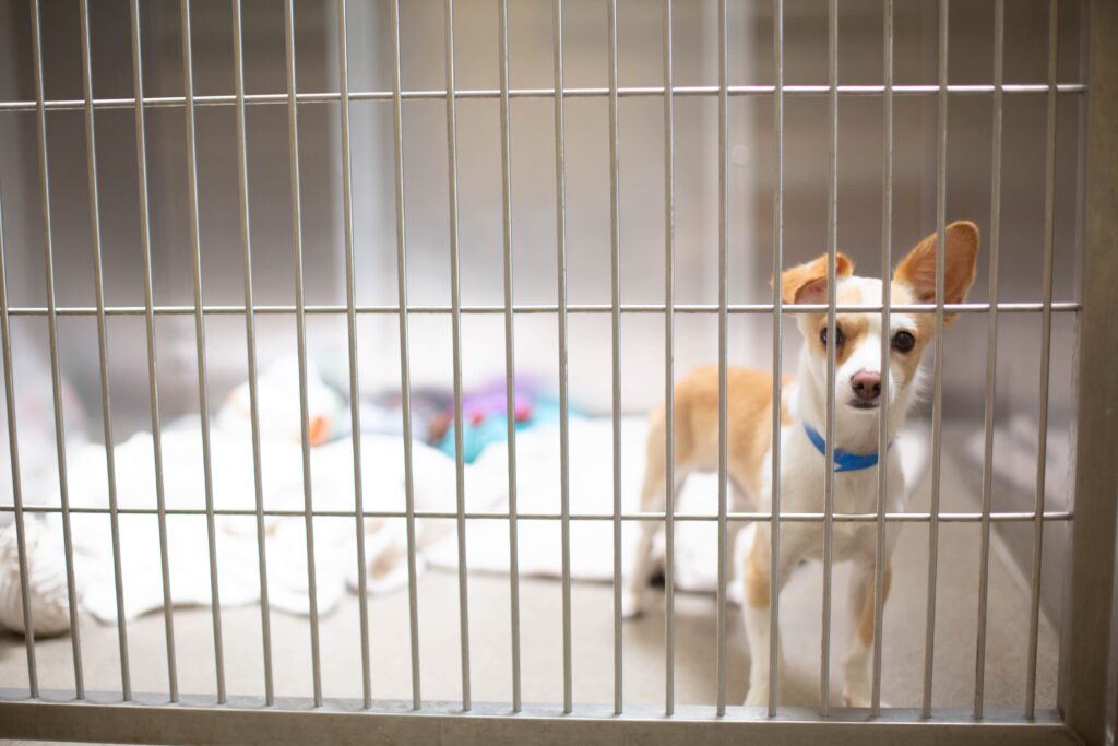 Making Shelter Dogs Happy: Jolly Pets Donates 50 Balls to Denver Animal Shelter 14 2C9A3469 min