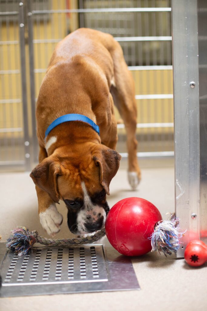 Making Shelter Dogs Happy