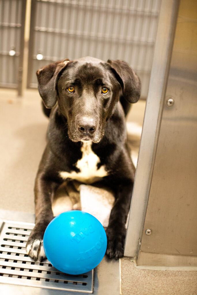 Making Shelter Dogs Happy