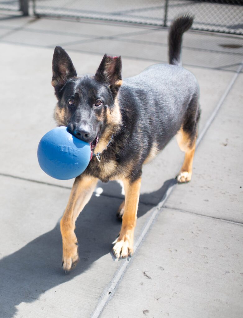 Making Shelter Dogs Happy: Jolly Pets Donates 50 Balls to Denver Animal Shelter 16 2C9A3540 min