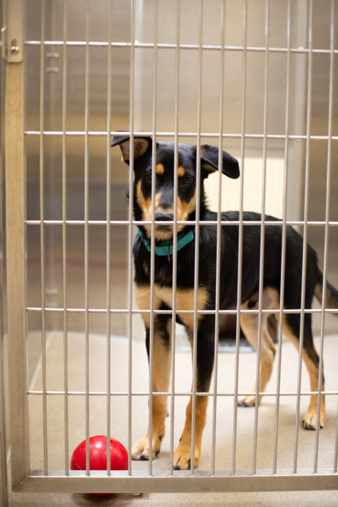 Making Shelter Dogs Happy: Jolly Pets Donates 50 Balls to Denver Animal Shelter 12 Making Shelter Dogs Happy