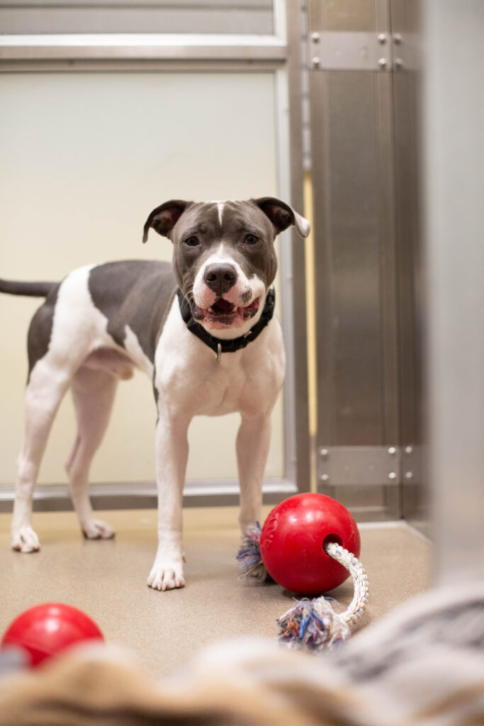 Making Shelter Dogs Happy: Jolly Pets Donates 50 Balls to Denver Animal Shelter 6 Making Shelter Dogs Happy