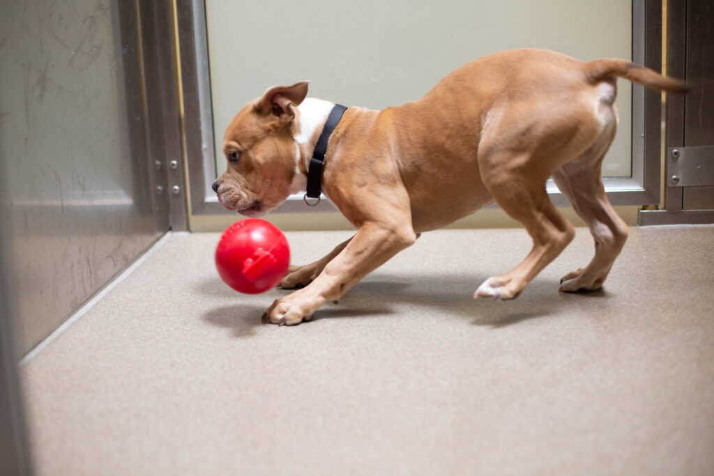 Making Shelter Dogs Happy: Jolly Pets Donates 50 Balls to Denver Animal Shelter 17 2C9A3618 min