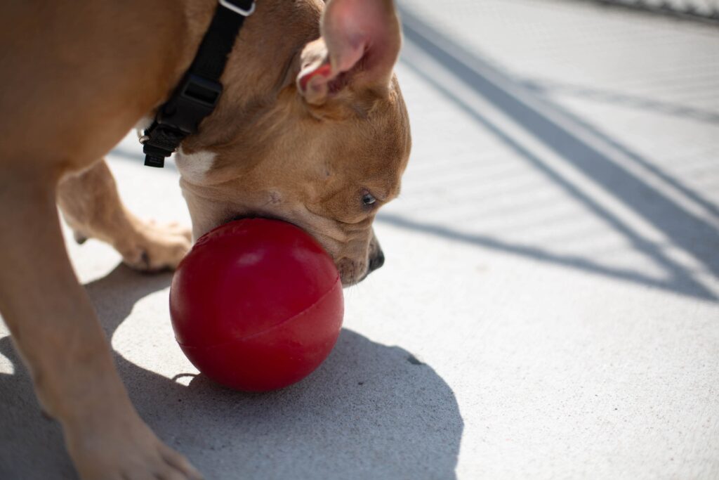 Making Shelter Dogs Happy: Jolly Pets Donates 50 Balls to Denver Animal Shelter 15 2C9A3635 min