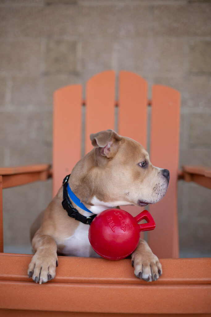 Making Shelter Dogs Happy