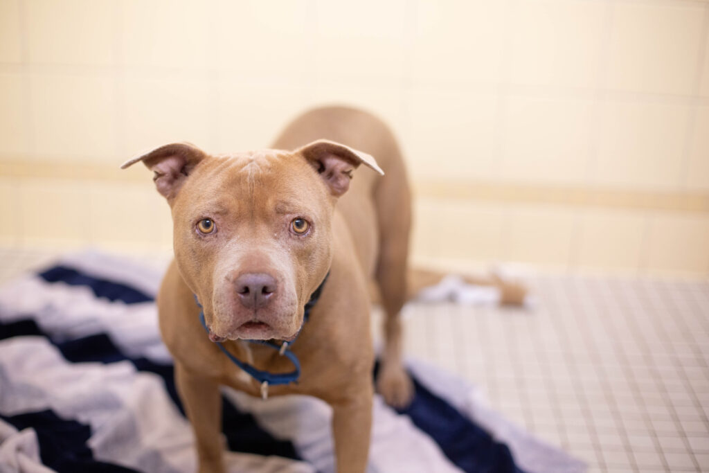 Making Shelter Dogs Happy: Jolly Pets Donates 50 Balls to Denver Animal Shelter 4 Making Shelter Dogs Happy