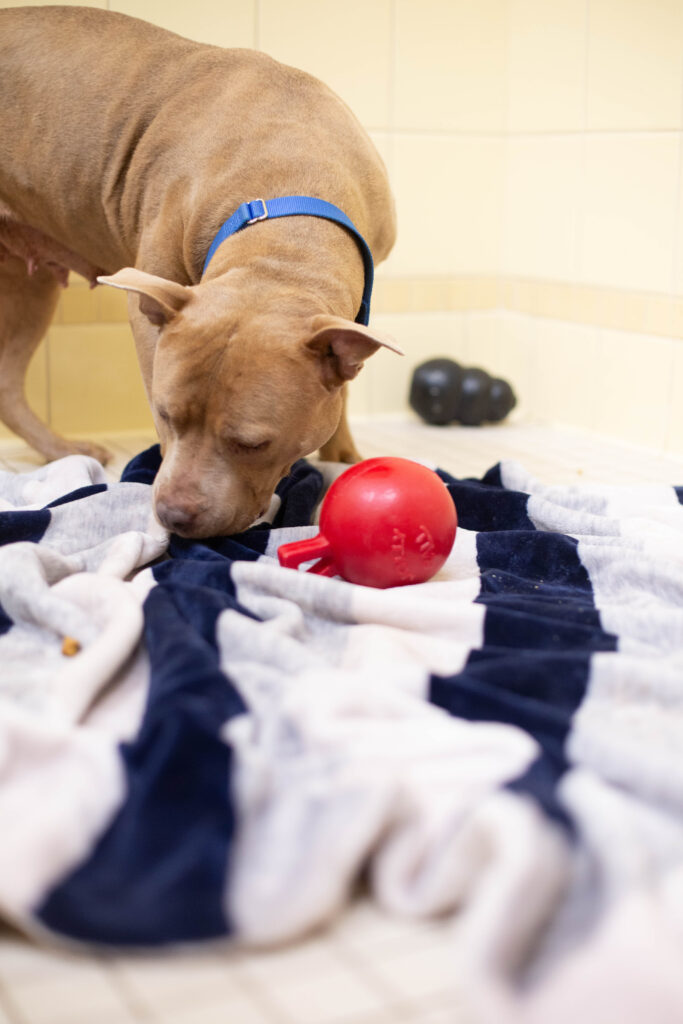 Making Shelter Dogs Happy: Jolly Pets Donates 50 Balls to Denver Animal Shelter 20 2C9A3675 min