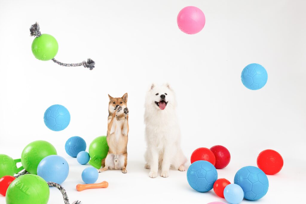 Making Shelter Dogs Happy: Jolly Pets Donates 50 Balls to Denver Animal Shelter 2 371320997 3704113163145993 88315585174359105 n