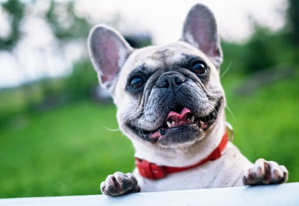 Are Mushrooms for Dogs Dangerous or Healthy