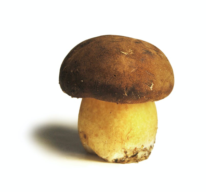 Are Mushrooms for Dogs Dangerous or Healthy? 10 Are Mushrooms for Dogs Dangerous or Healthy