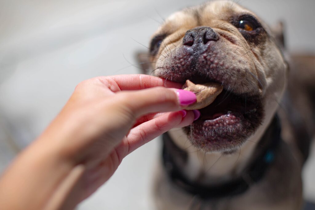Dr. Harvey's donation to Denver Animal Shelter: Bringing Joy to the Denver Animal Shelter 24 2C9A3491 min