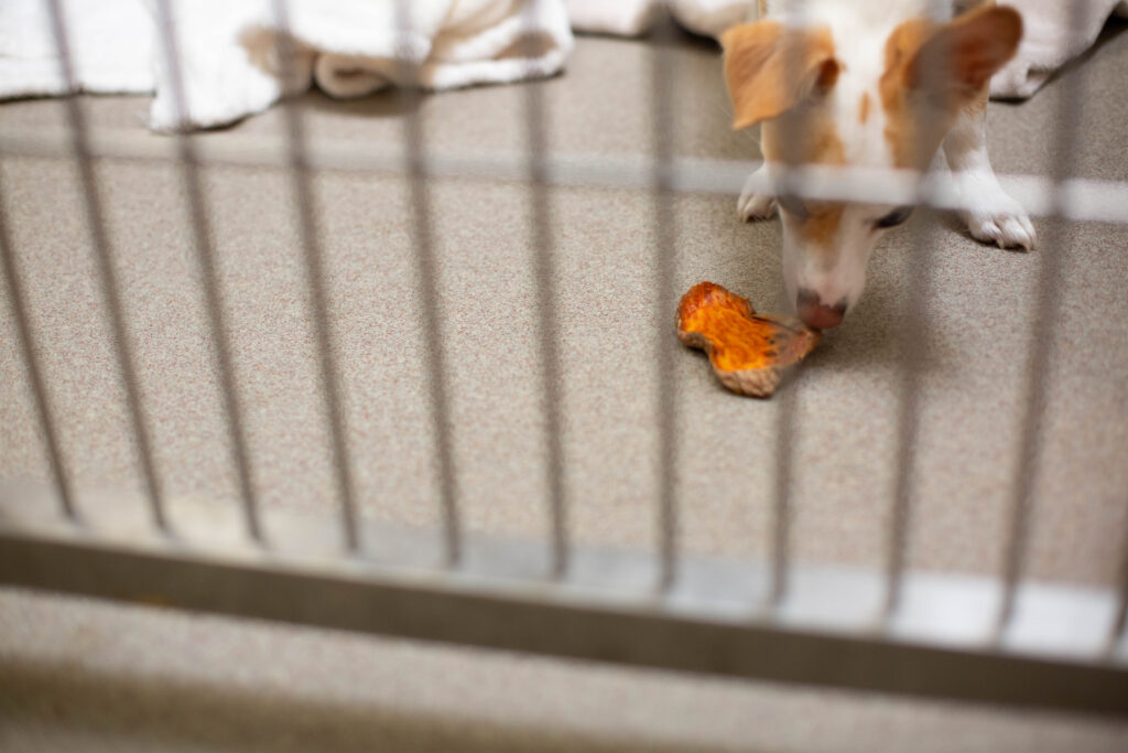 Dr. Harvey's donation to Denver Animal Shelter: Bringing Joy to the Denver Animal Shelter 21 2C9A3572 min