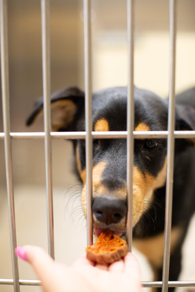 Dr. Harvey's donation to Denver Animal Shelter: Bringing Joy to the Denver Animal Shelter 25 2C9A3597 min