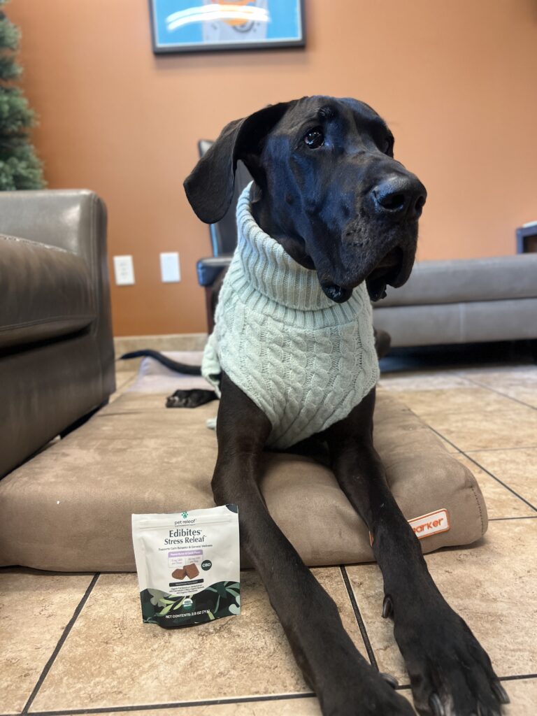 Is My Dog in Pain? My Experience with Wobblers Syndrome 5 Is my dog in pain?