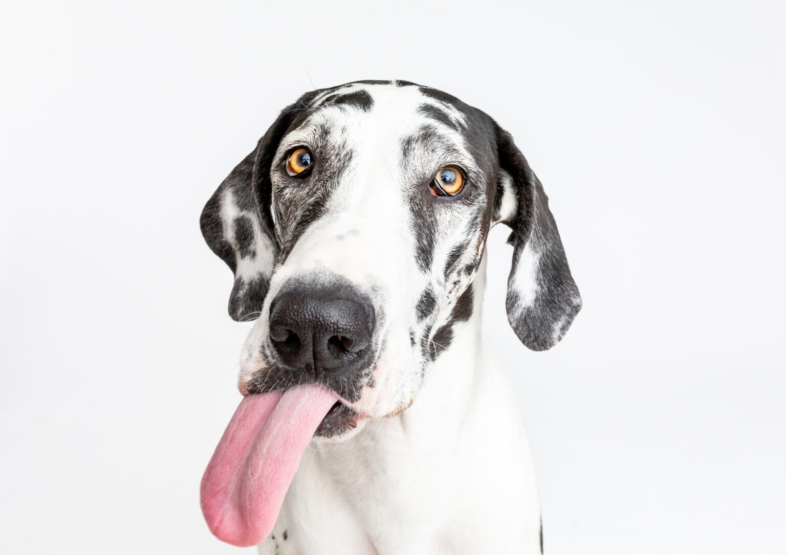 The Ultimate Great Dane Feeding Chart Hello Danes