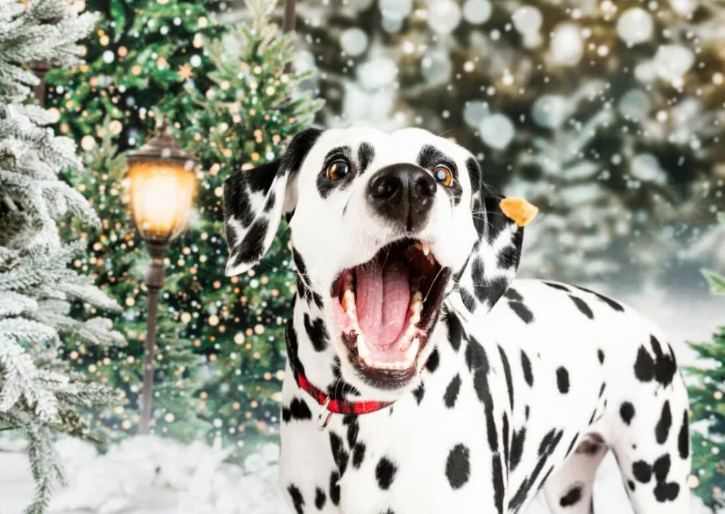 Purebred vs. Mixed Breed: Which Dog is Right For My Family? 4 2