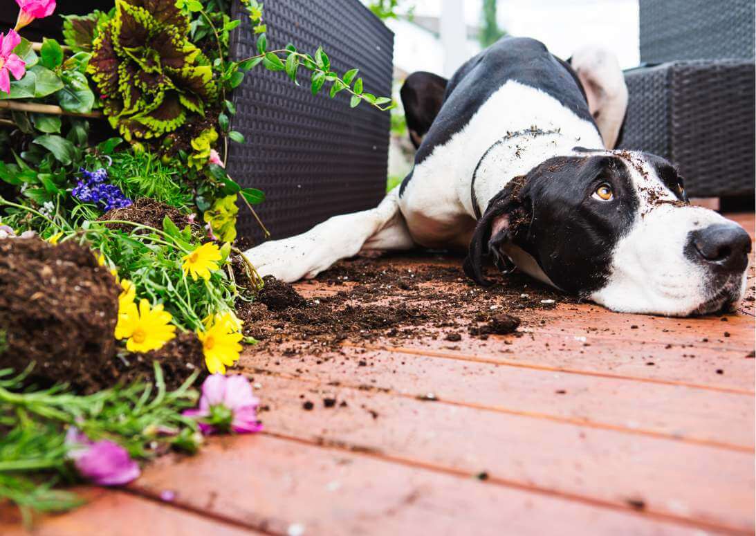 The Rescue Won't Adopt to Me: Reasons for Denying Pet Adoption 3 20