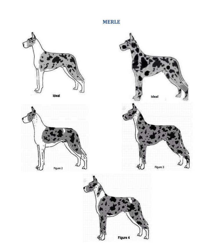 merle great dane coat patterns from the GDCA