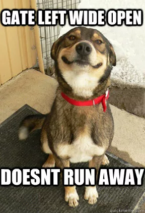 What I Put On My Dog's Collar... Safety, Identification, Training, and Location Tracking 6 good dog gmhfy9 jpg