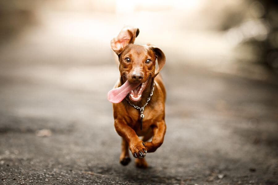 How To Stop a Dog From Eating Too Fast 3 3 4