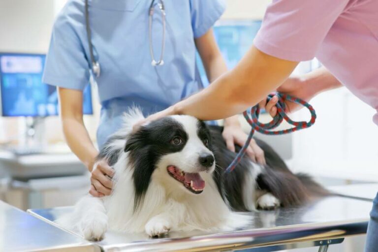 Keto Natural Pet Foods vs. Hill's Science Diet Lawsuit - Hello Danes