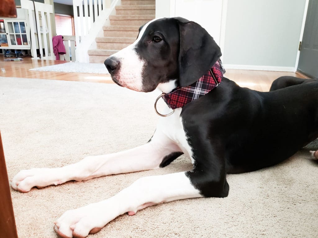 The Best Collars for Great Danes 22 125197899 765183467673223 8783586310498528735 n 2